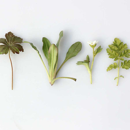 What is the best way to dry herbs?